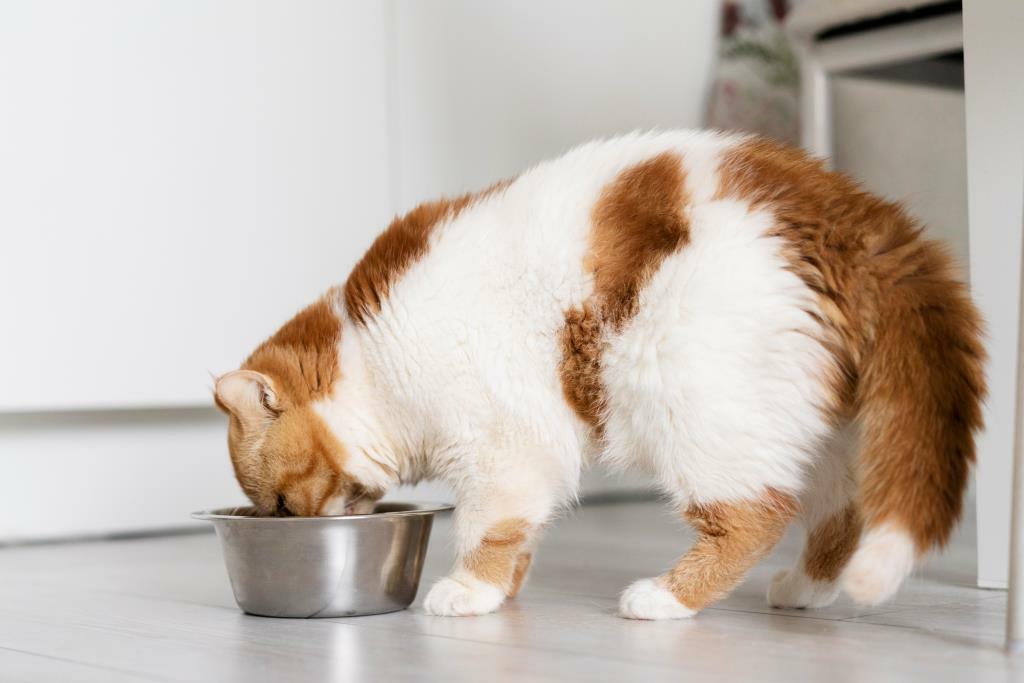 Как выбрать витамины для кошки: советы и рекомендации
