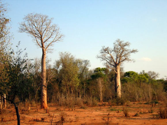 Adansonia za. Фото: Hectonichus / CC BY-SA 3.0.