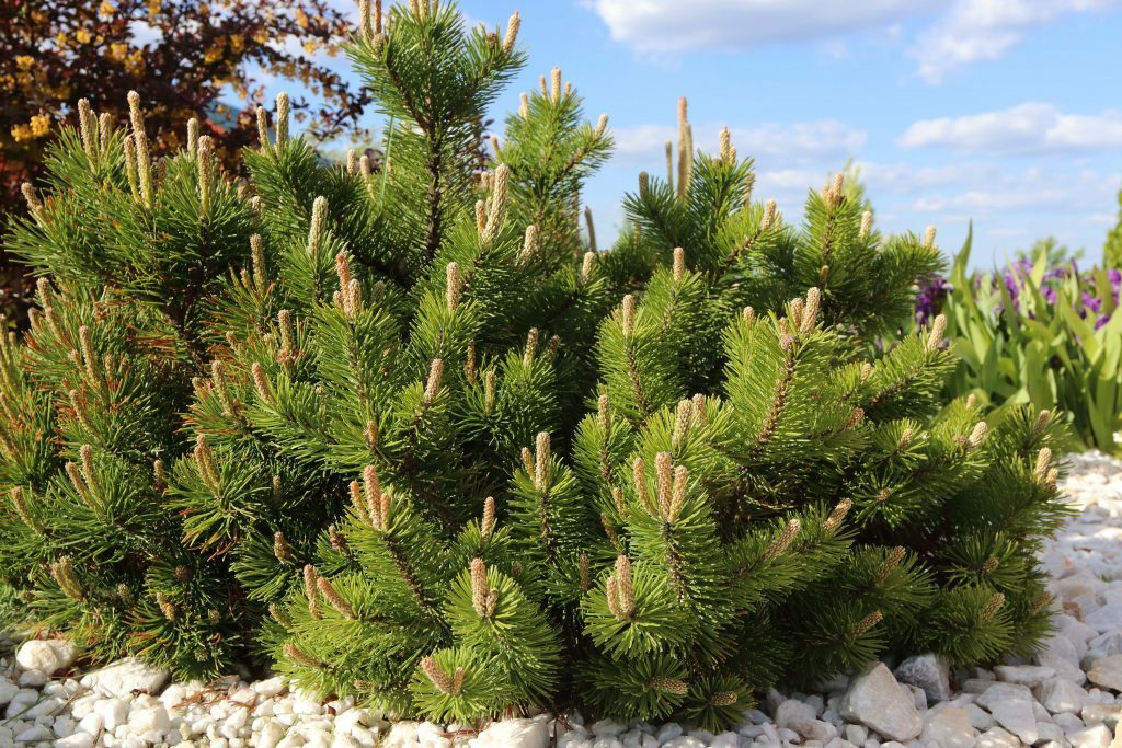 Pinus pumilio