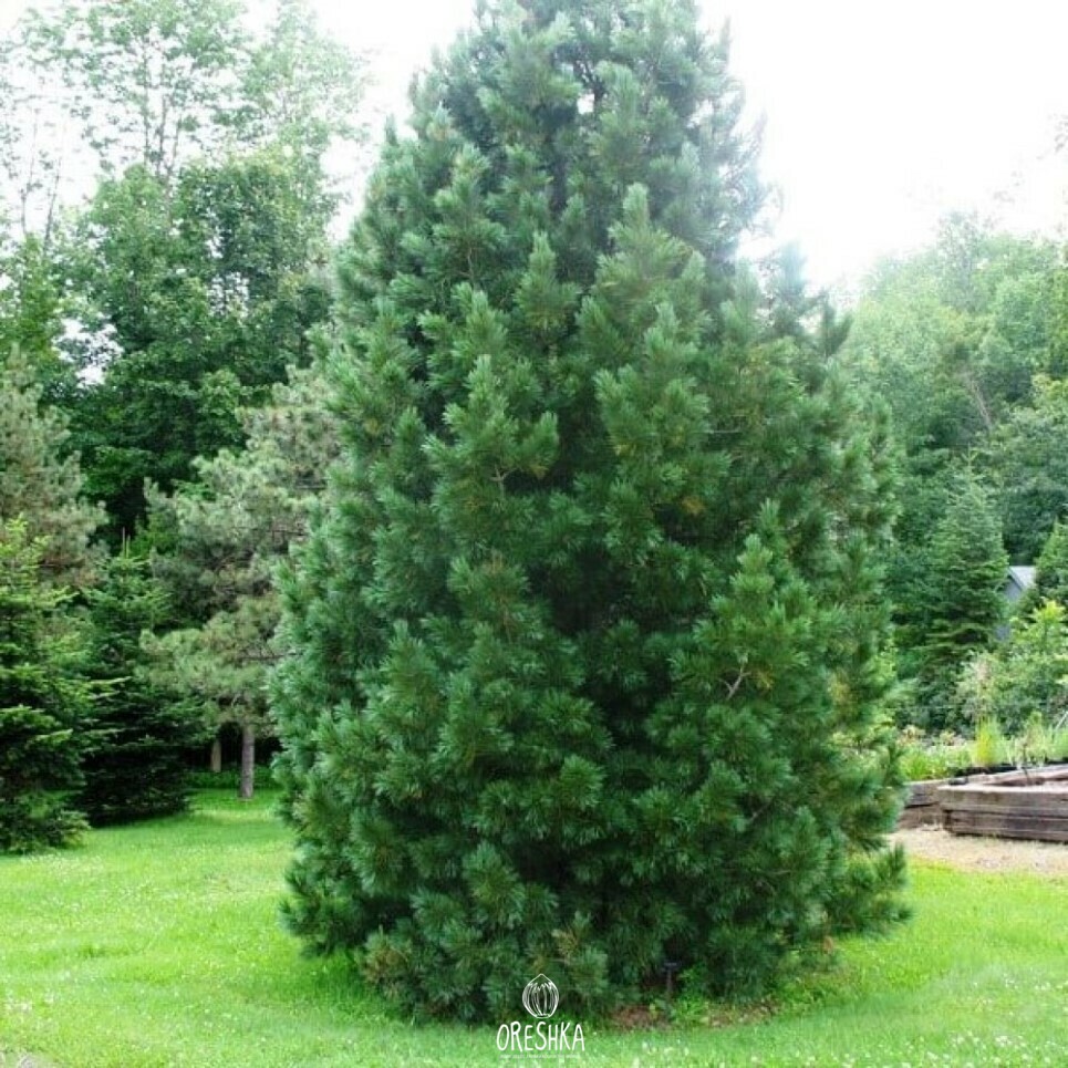 Pinus peuce seedling first year growth pot