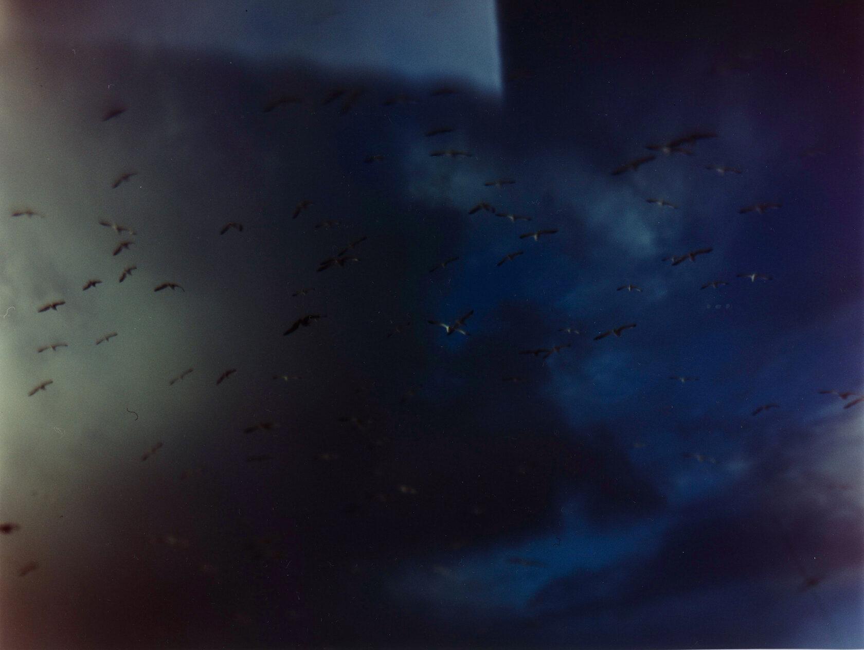 Seagulls. Lanzarote. Color Negative 4×5 inch.