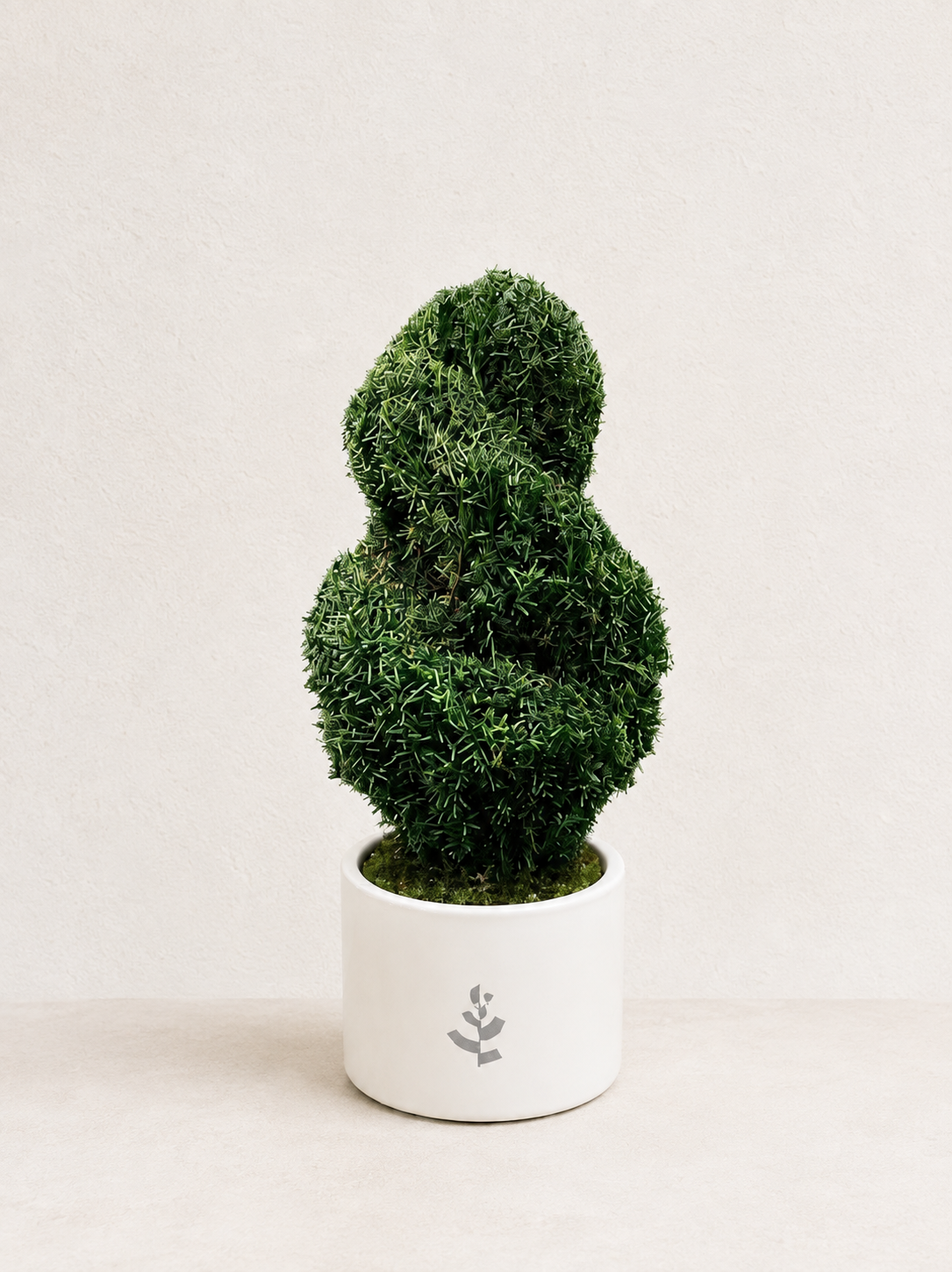 Thuja sp.