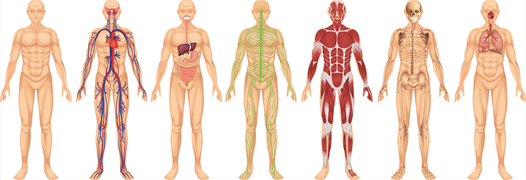 Тело человека. Системы тела человека. Анатомическая системы человека. Модель строения человека.