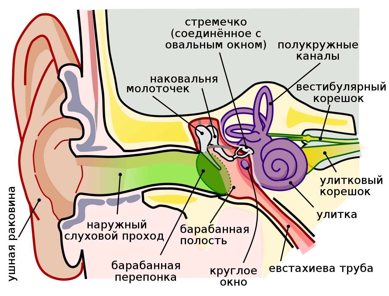 Что такое слух?