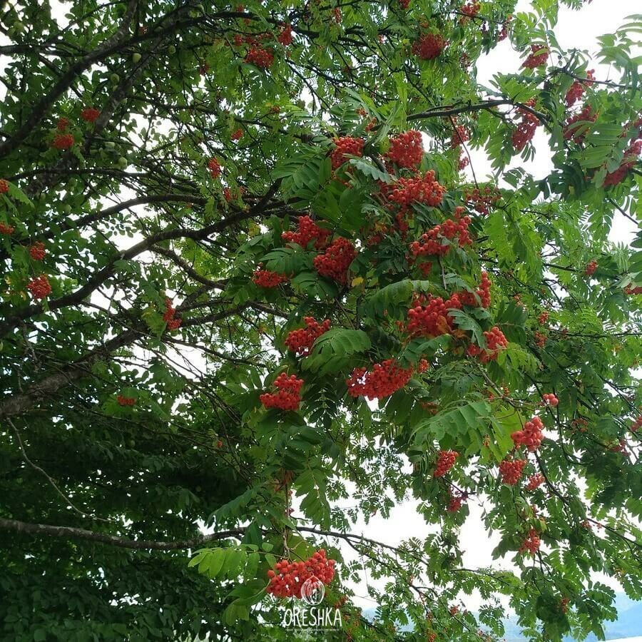 How to Grow Sea Buckthorn from Seed