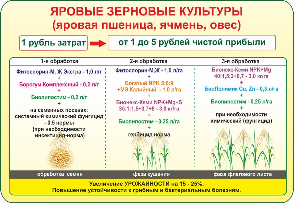 Озимые и яровые культуры это. Яровые и озимые культуры. Яровые культуры список. Яровые зерновые культуры. Озимые и яровые культуры примеры.