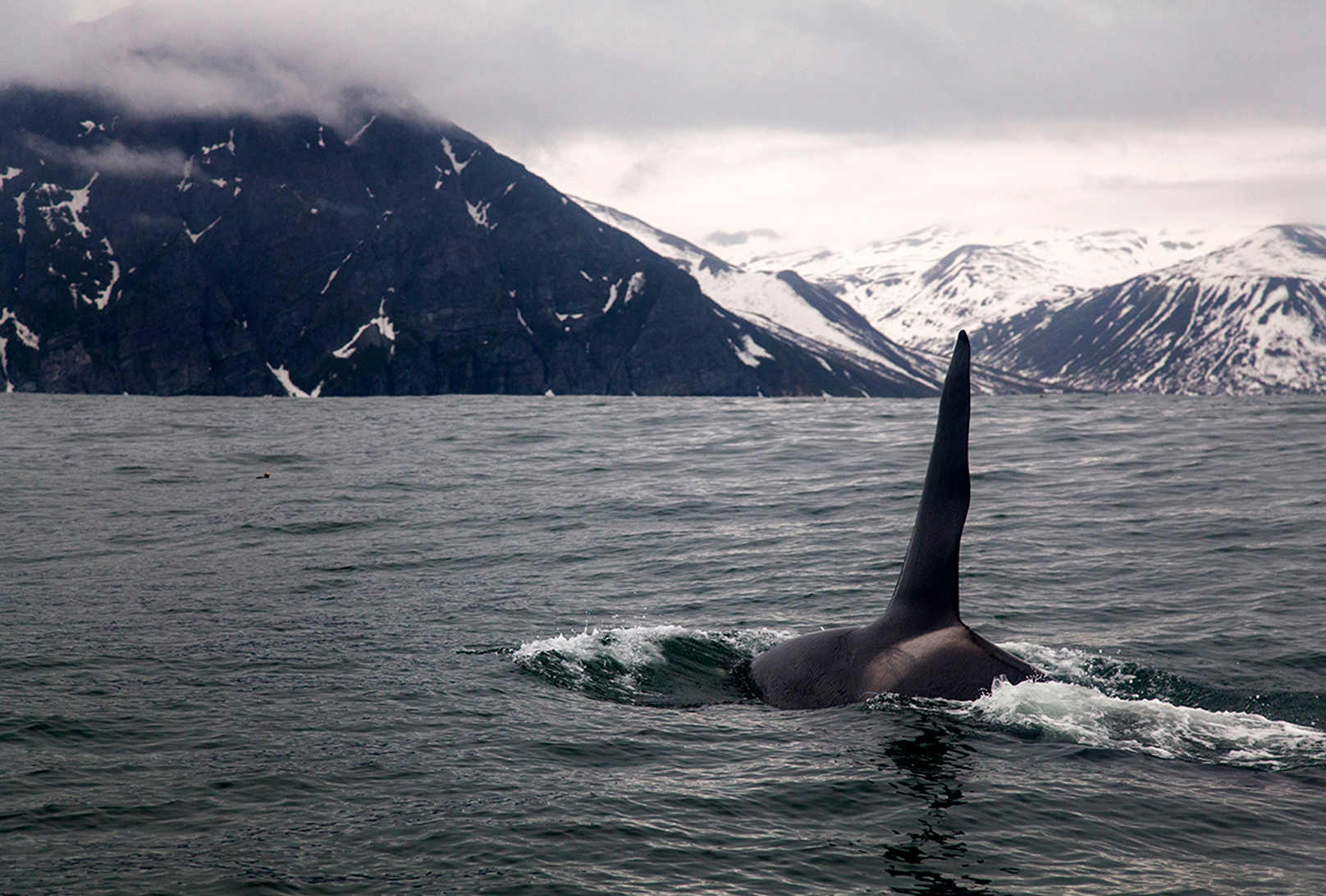 Шантарские острова охотское море. Шантарские острова киты сап. Шантары шантарские острова киты. Шантарские острова хабаровский край киты. Шантарские острова животные.