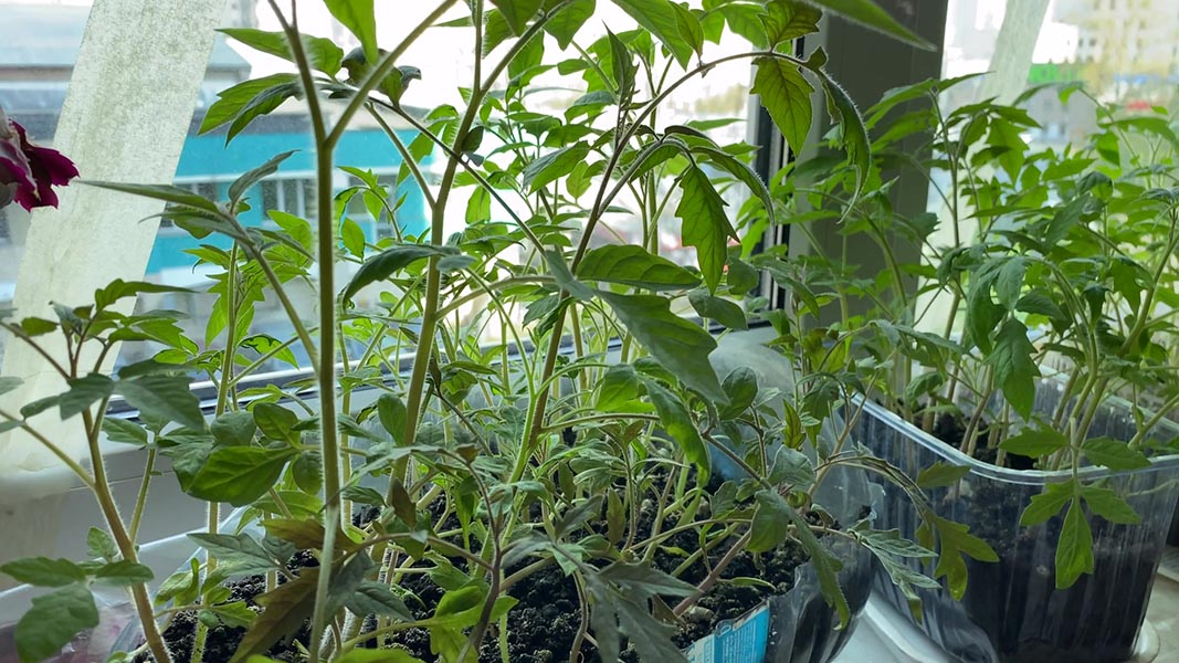 Tomato seedlings growing indoors on a windowsill, emphasizing optimal timing for planting based on frost dates and seed-starting guidelines.