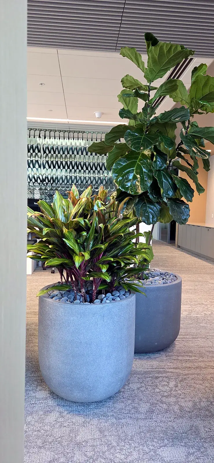 A croton with red and burgundy foliage in front of a fiddle-leaf fig on an open floor