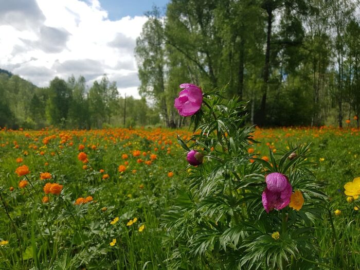 Красная горка у Уймонской долине