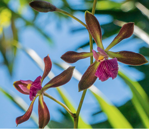 Home Miami Beach Orchid Society