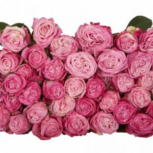 Розы с плантации Subati