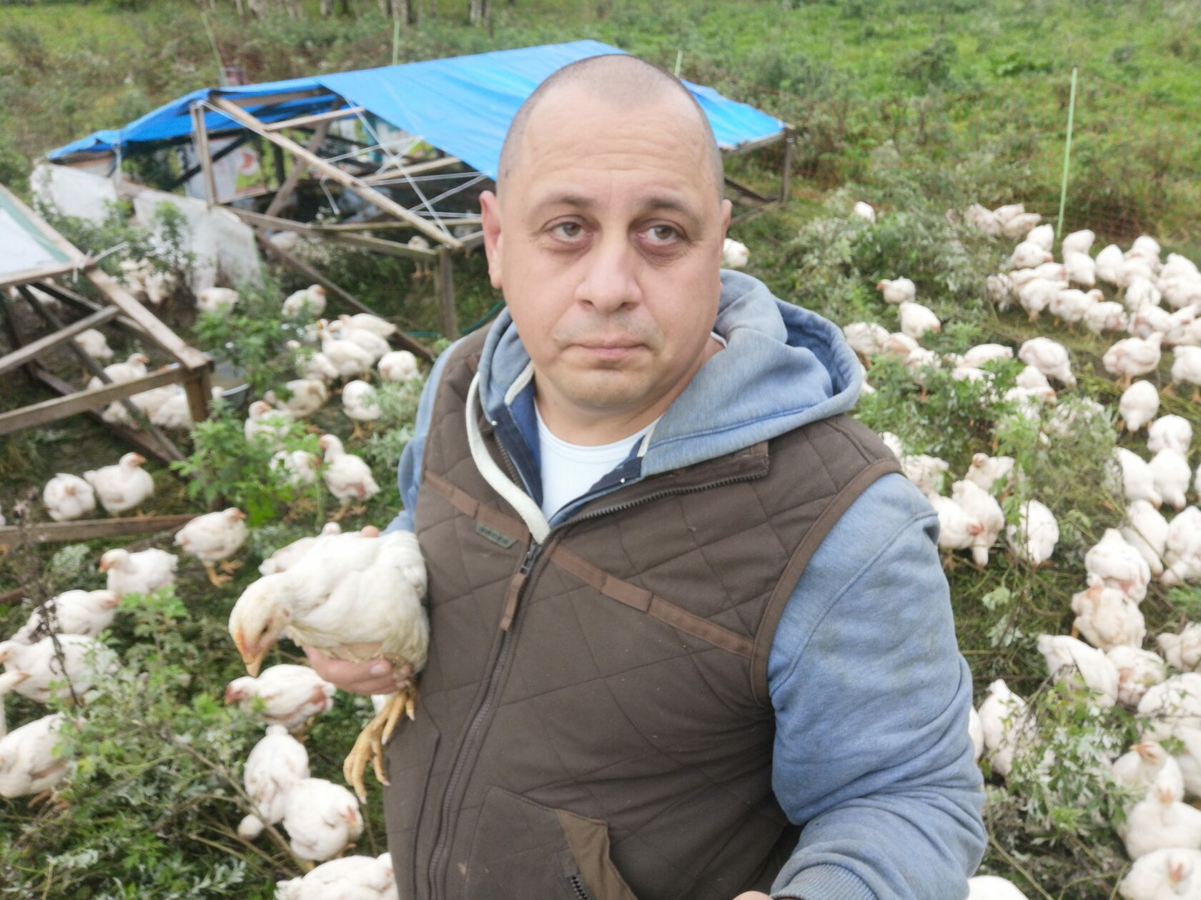 Луговые цыплята