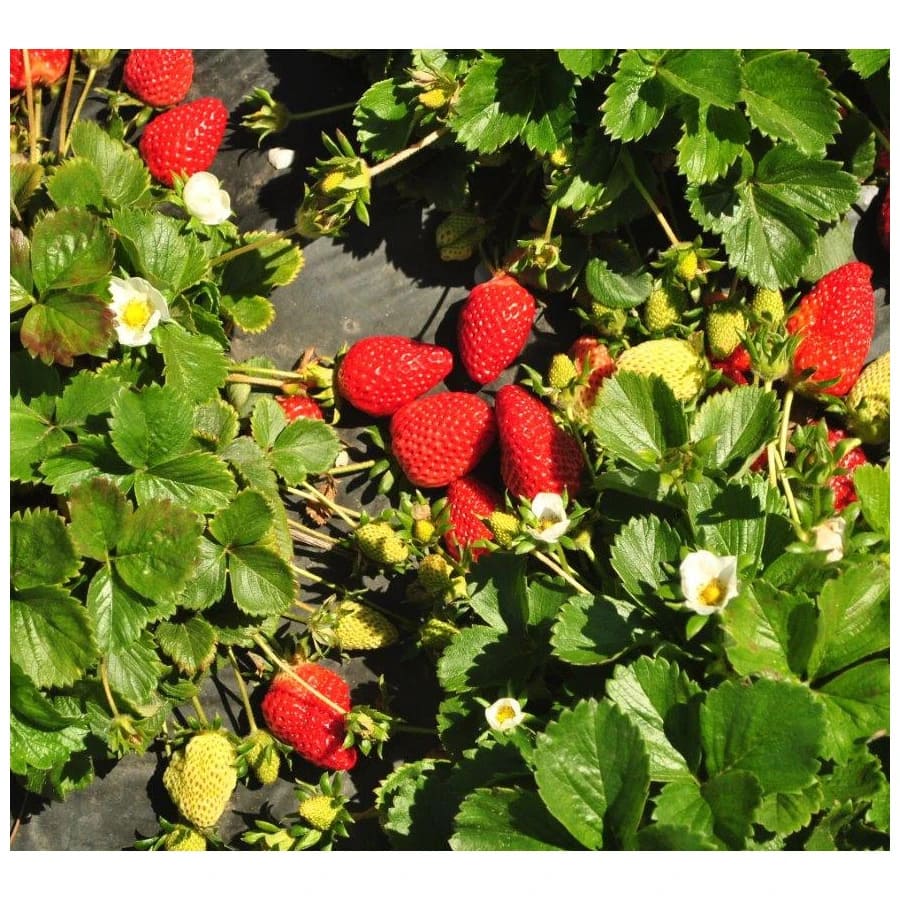 клубника кабрилло