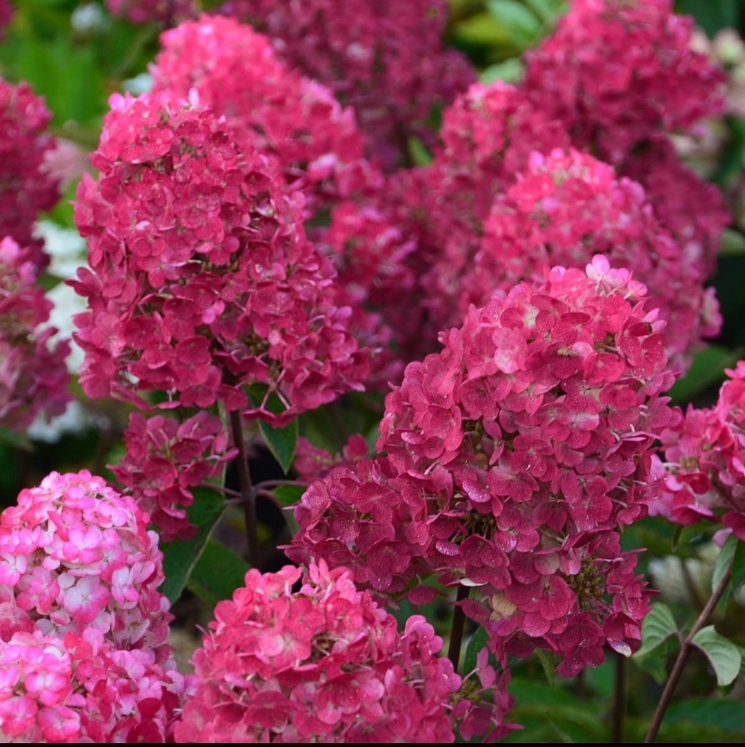 Гортензия метельчатая самарская лидия