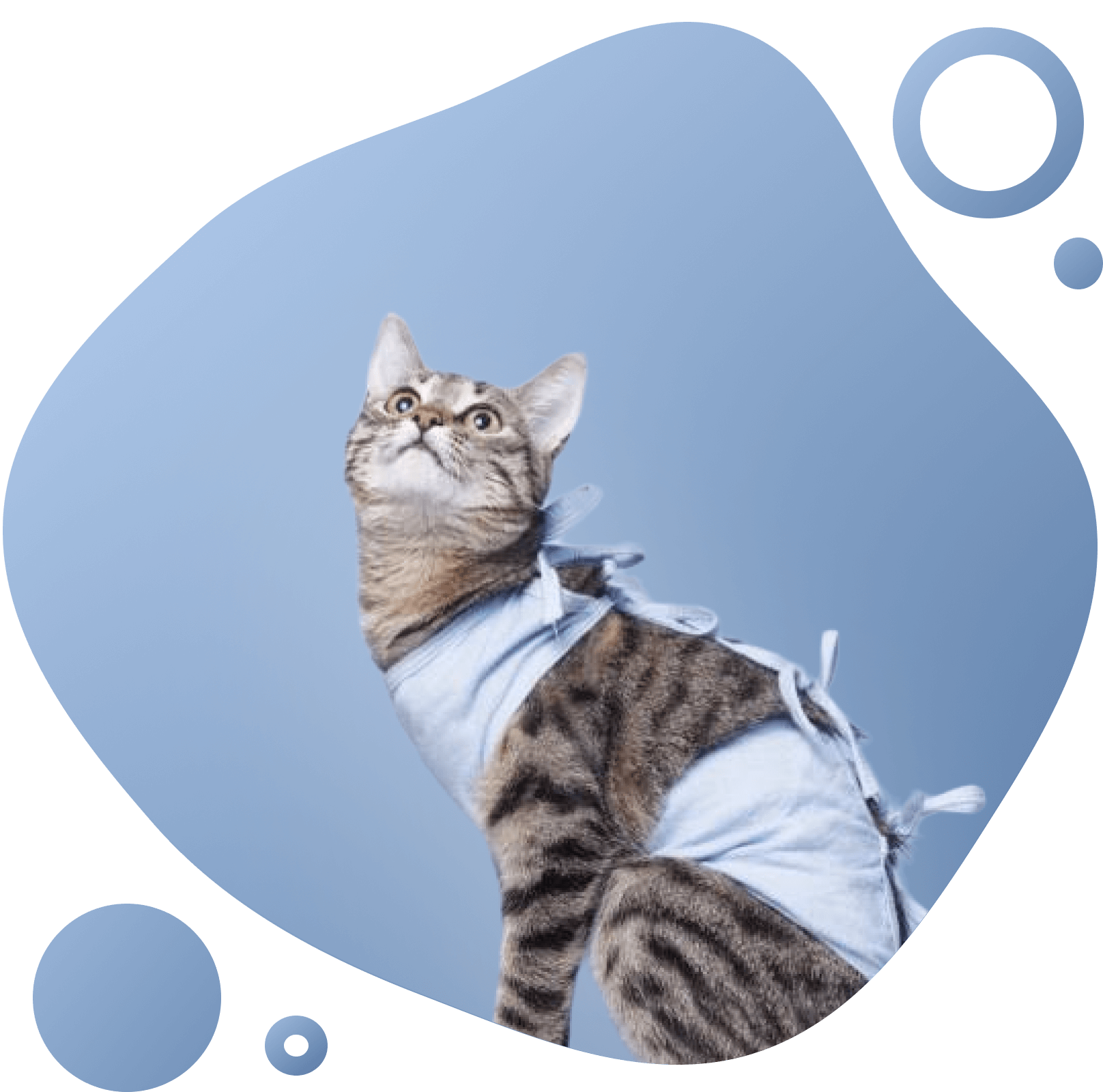 Ветеринарная клиника Добролапки