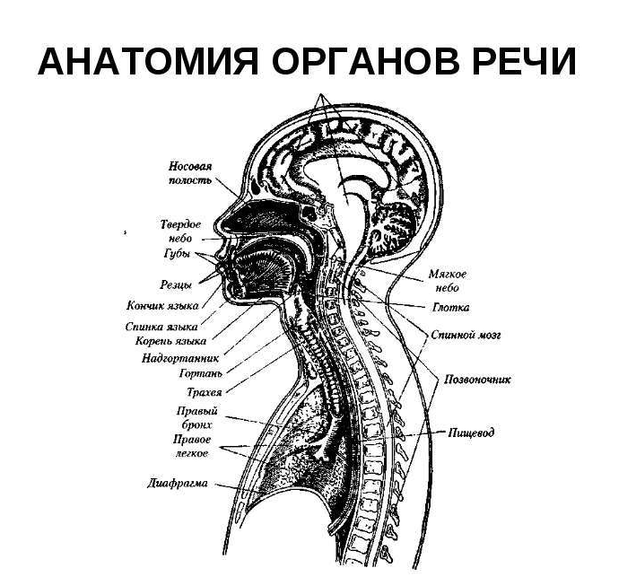 Органы речи человека. Анатомия речевого аппарата и физиология органов речи. Патологии органов речи схема. Анатомическое строение органов речи. Презентация на тему анатомия, физиология и патология органов речи.