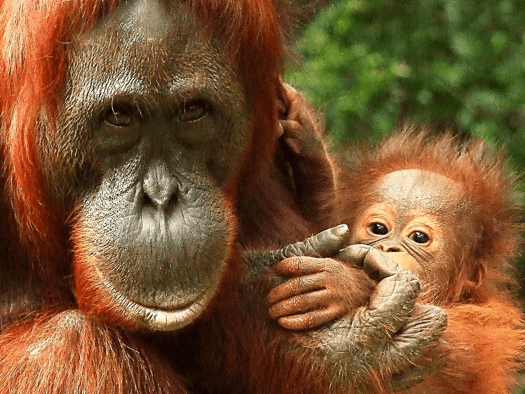 Орангутаны
