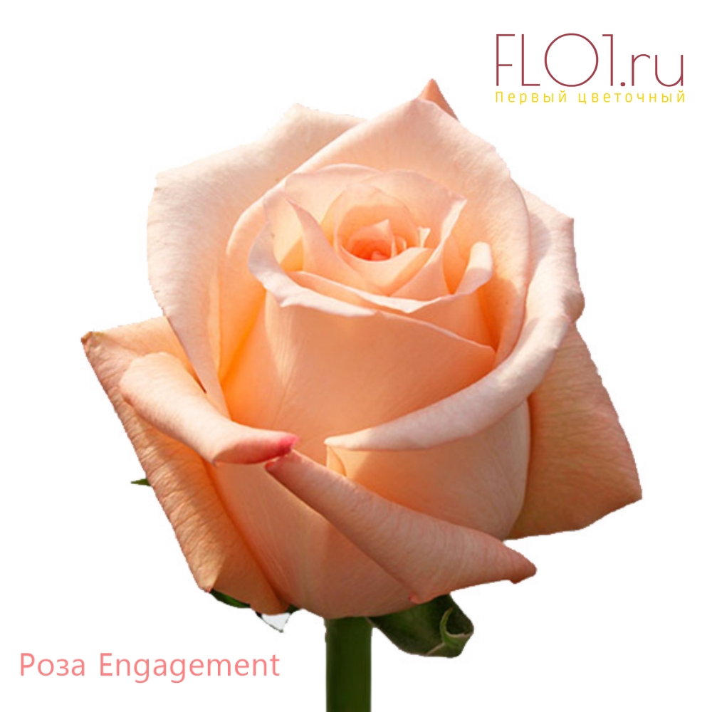 Engagement
