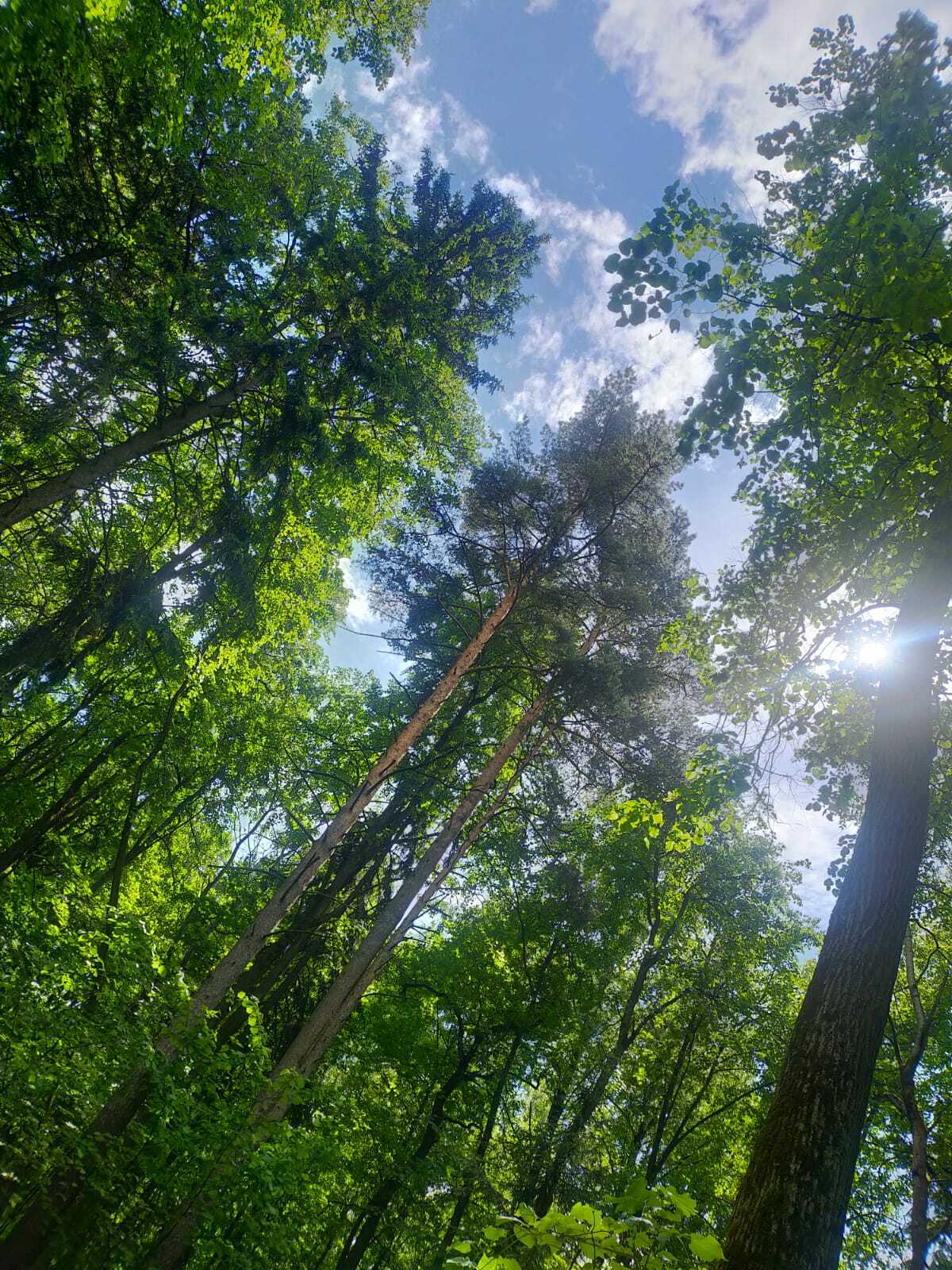 ☀ Поход выходного дня в Подмосковье. Маршрут в Битцевский лесопарк