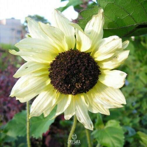 Ice Cream Sunflower plant in garden