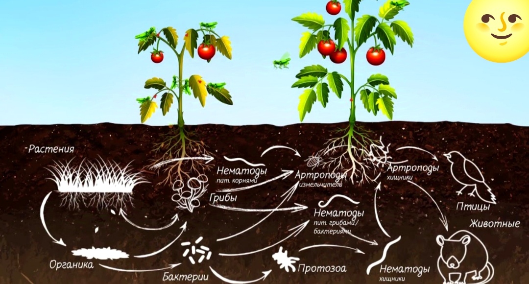Естественное плодородие почвы