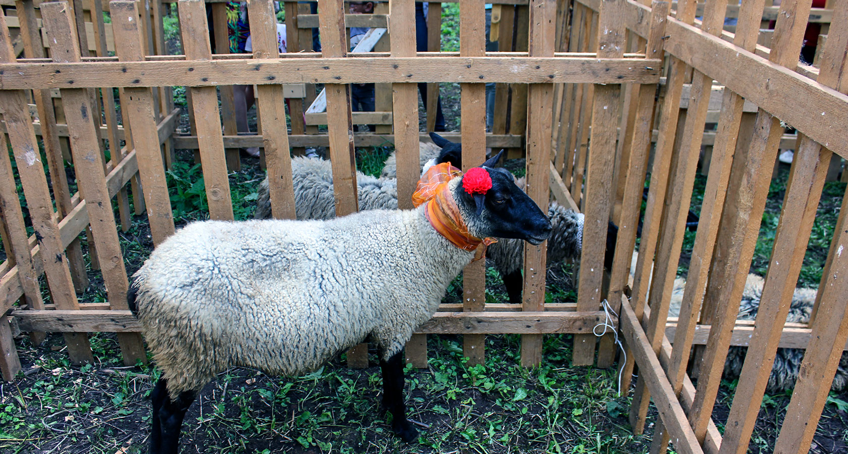 Золотое Руно Романовская порода овец
