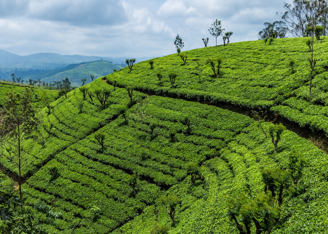 Экономическое развитие шри ланки. Остров Цейлон чайная плантация.. Шри Ланка Цейлон. Плантация Цейлон в Шри Ланка. Шри Ланка чайные плантации.