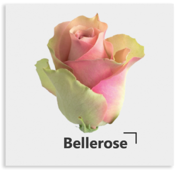 Изысканный сорт BelleRose
