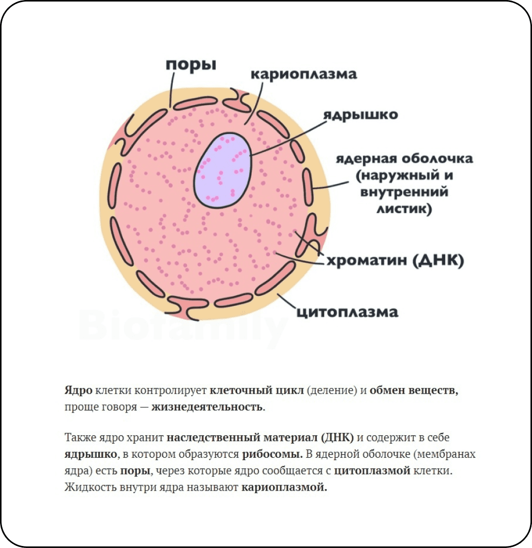 На рисунке животной клетки органоид который контролирует все процессы в клетке обозначен цифрой 3