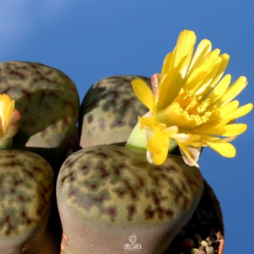 Seeds of Succulent Lithops bromfieldii v. insularis C 042 (Lithops bromfieldii v. insularis C 042) — 10 pcs
