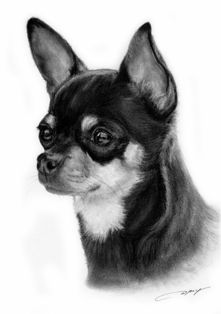Pet Portrait Wildlife Artist Danguole Serstinskaja Chihuahua