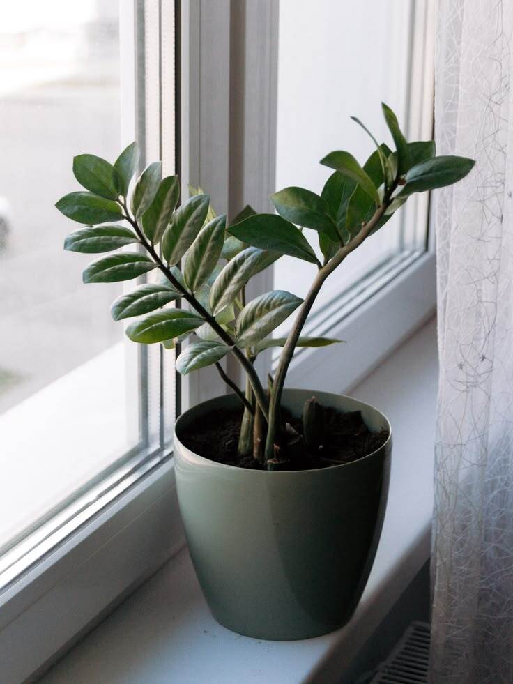 Green indoor plant in pot
