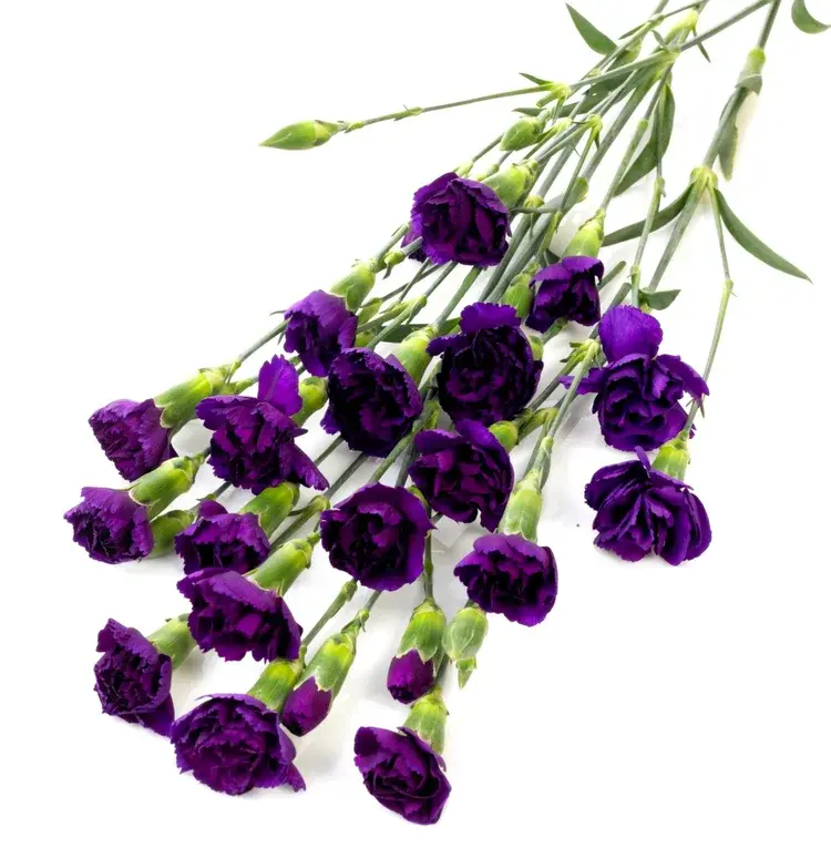 Гвоздика Moonique