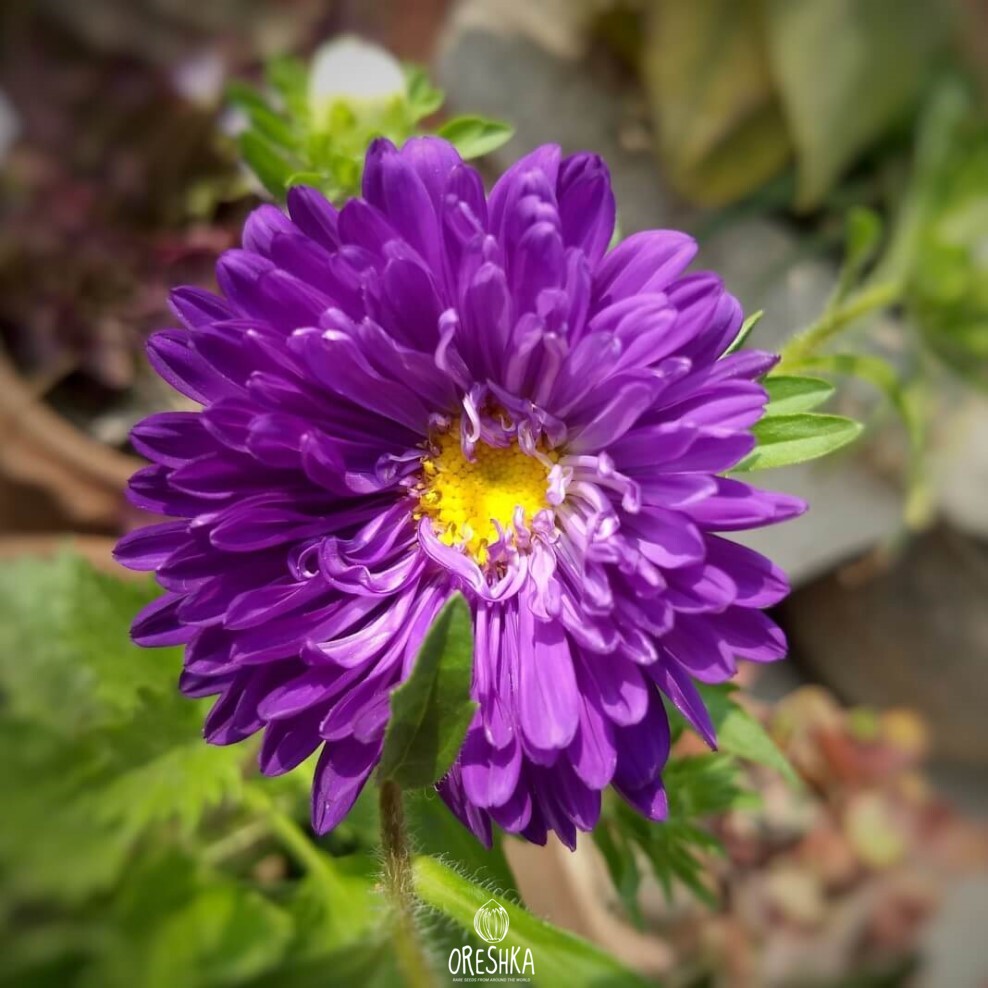 Seeds of Aster Kartheuser (Aster) — 50 pcs