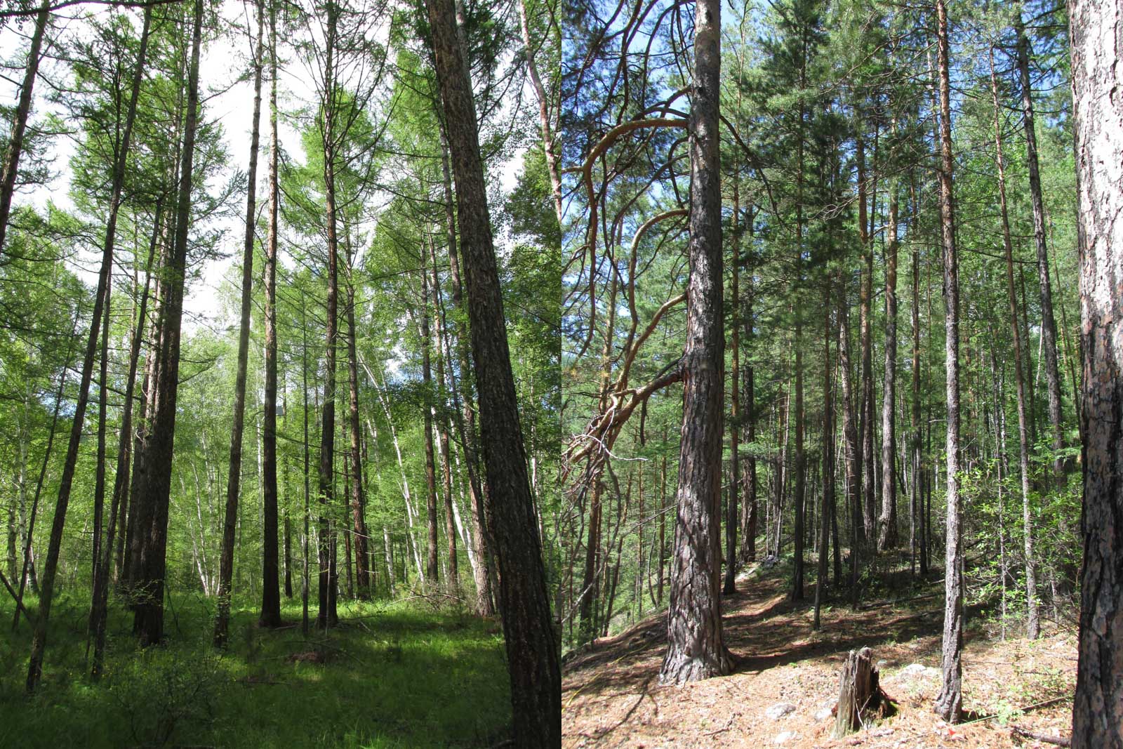 В Байкальском заповеднике жук-рогач
