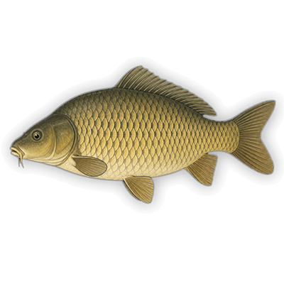 Карп обыкновенный (Cyprinus carpio) — вид сбоку, энциклопедическая иллюстрация