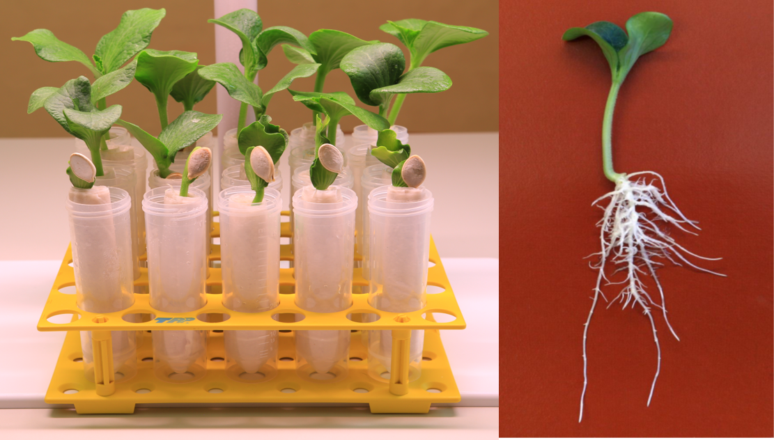 Развитый проросток. Прорастание семян. Лабораторная работа по биологии в школе. Проект: "Живые лабораторные по биологии". Методика получения развитых проростков.
