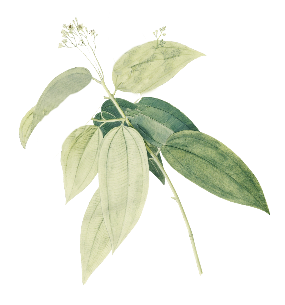 натуральная косметика, магазин профессиональной косметики, крем для ног, крем для ног с мочевиной, крем для ног купить, масло для ногтей, масло монарды для ногтей, масло для ногтей купить, косметика для ногтей, дезодорант для ног