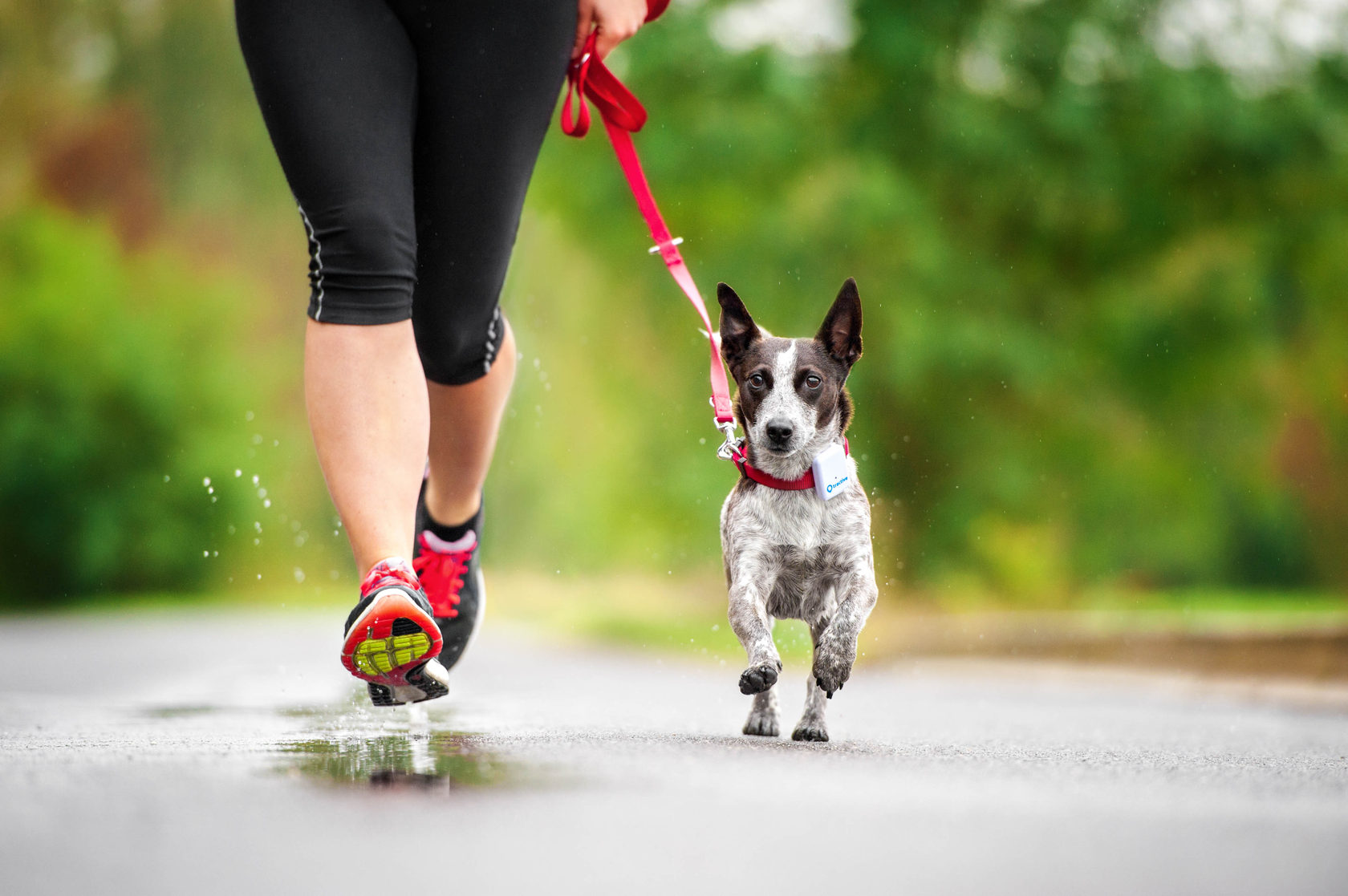 Tractive GPS Pet Tracker