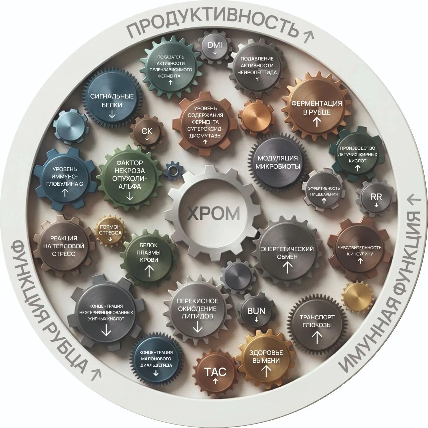 Функции хрома