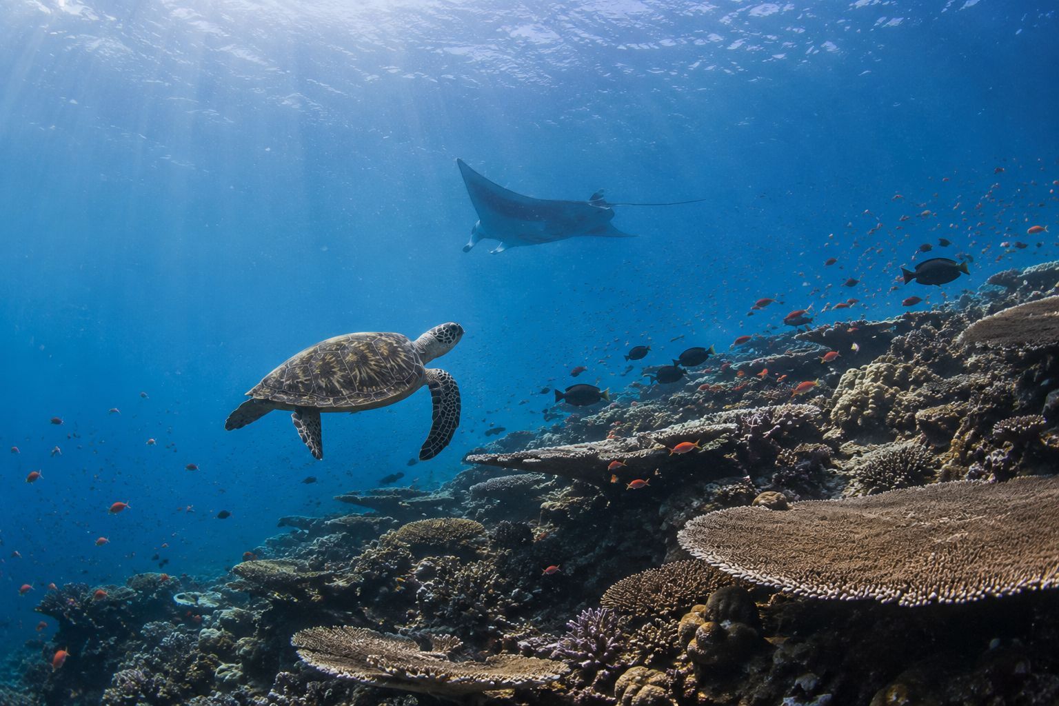 Kehidupan bawah laut Taman Nasional Komodo