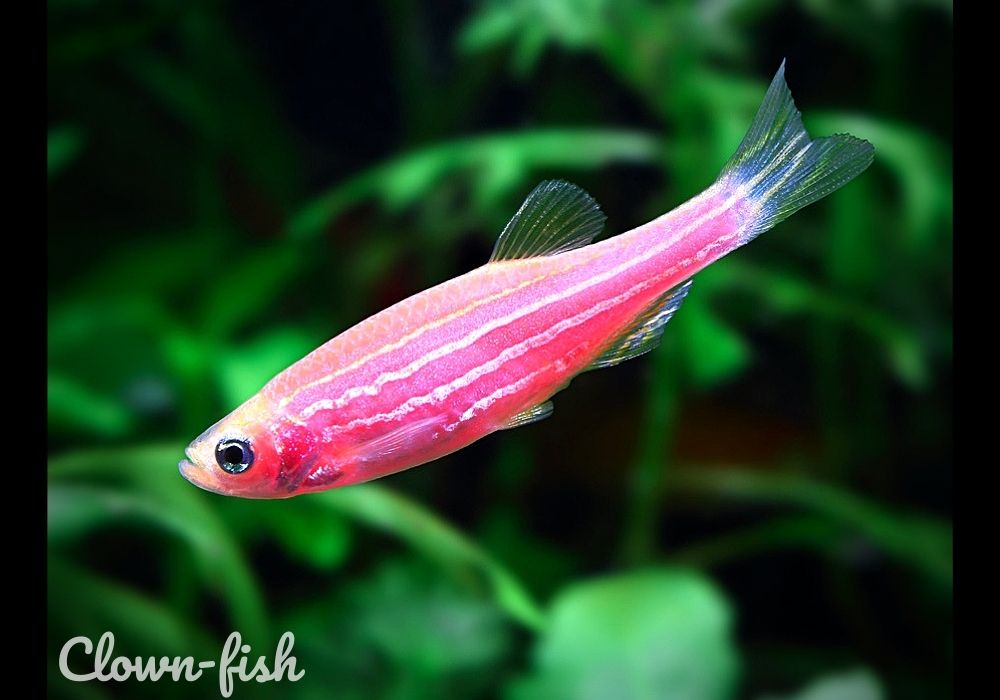 Данио Рерио | Аквариумные рыбки