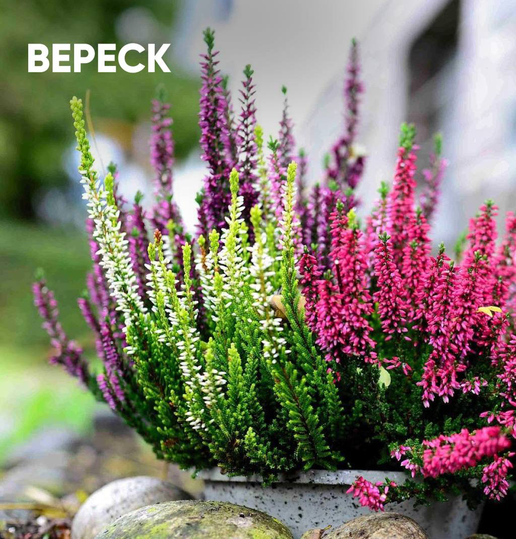 Вереск цветок