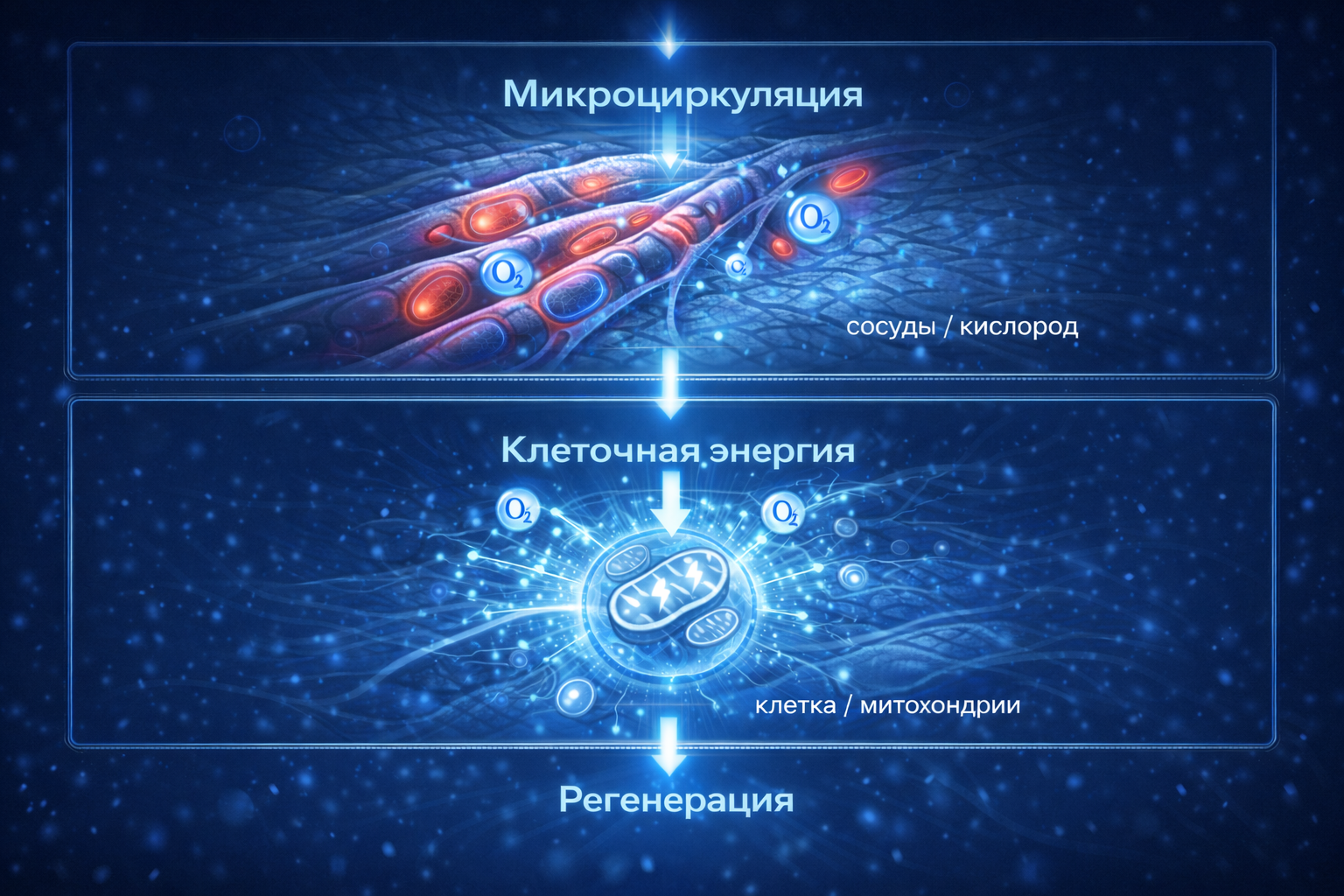 Схема клеточного ответа