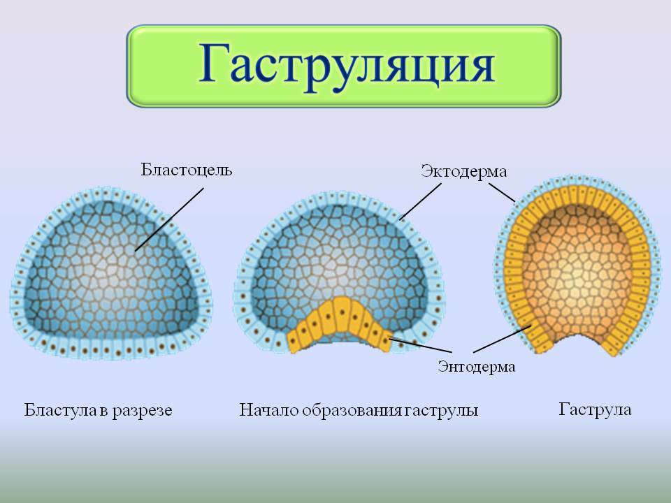 Энтодерма на рисунке