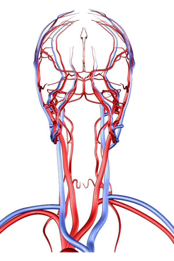 Технологии крионики | Cryonic Group | Санкт-Петербург