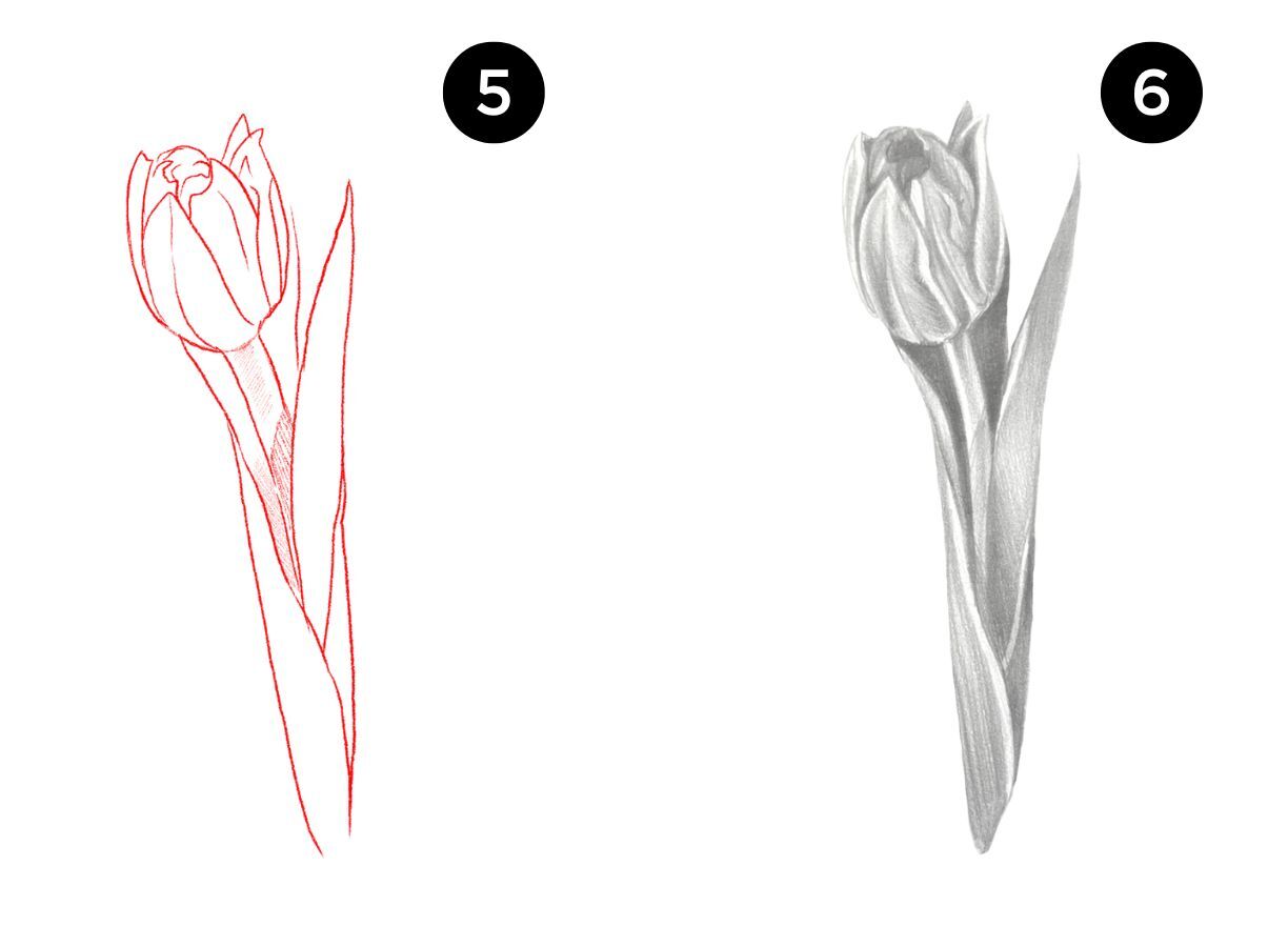 how to draw a tulip step by step