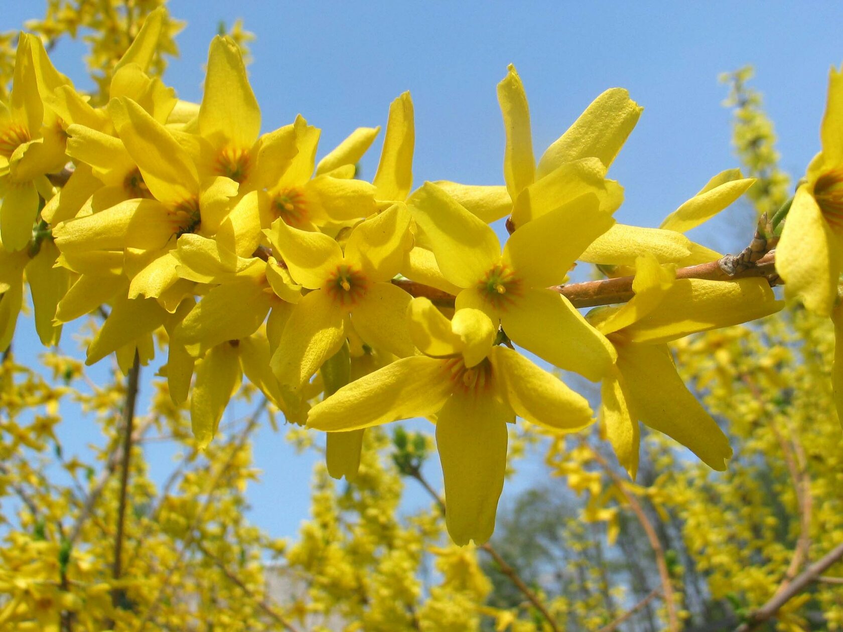 Форзиция промежуточная (Forsythia Intermedia Lynwood c2