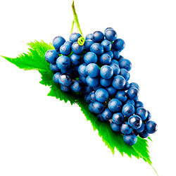 Нормы внесения Гумифулин и Органол для винограда